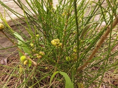 Selitrichodes utilis