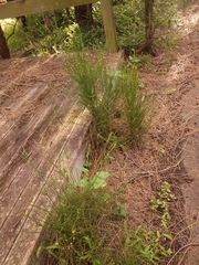 Selitrichodes utilis