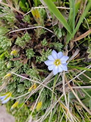 Gentiana sedifolia