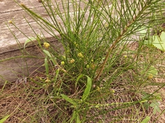 Selitrichodes utilis