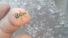 Chlorophorus varius