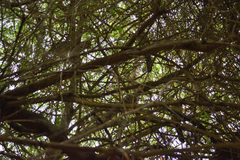 Ortalis erythroptera