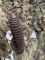 Myriapoda