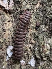 Myriapoda