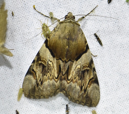 Catocala fulminea