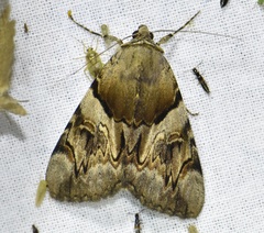Catocala fulminea