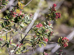 Santalum haleakalae