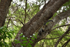 Sciurus stramineus