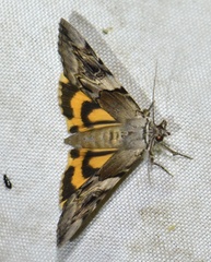 Catocala fulminea