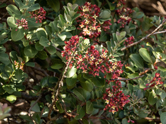 Santalum haleakalae
