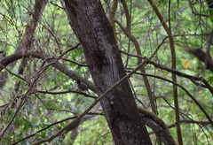 Thamnophilus bernardi