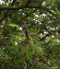 Heliomaster longirostris
