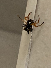 Araneae