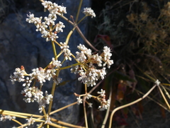 Eriogonum elatum