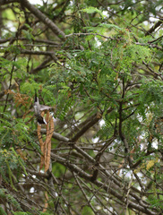 Heliomaster longirostris