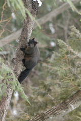 Sciurus carolinensis