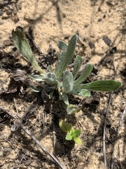 Chrysopsis gossypina