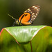 Papilio ascolius - Photo (c) pfaucher, algunos derechos reservados (CC BY-NC), subido por pfaucher