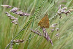 Mnesictena flavidalis