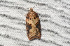 Acleris maccana