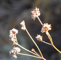 Eriogonum elatum