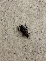 Drymaplaneta semivitta