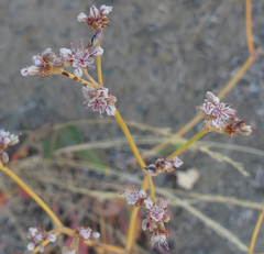 Eriogonum elatum