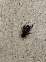 Drymaplaneta semivitta