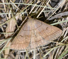 Zanclognatha lunalis