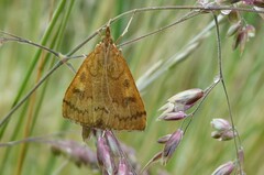 Mnesictena flavidalis