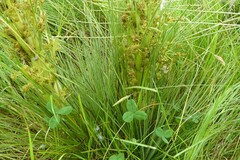 Aciphylla subflabellata