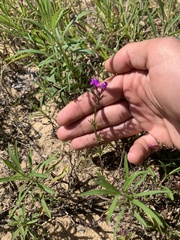Verbena pulchella