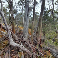 Eucalyptus subcrenulata