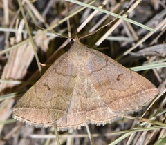 Zanclognatha lunalis