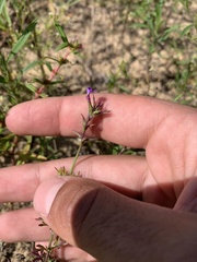 Verbena pulchella