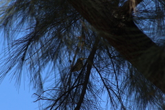 Vireo gilvus