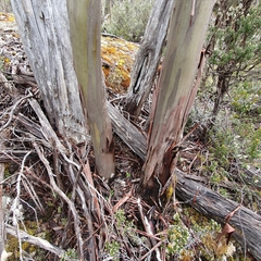 Eucalyptus subcrenulata
