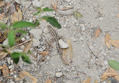 Microlophus occipitalis