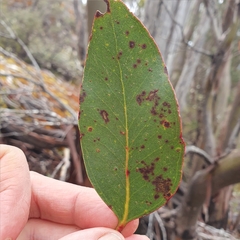 Eucalyptus subcrenulata