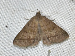 Zanclognatha lunalis