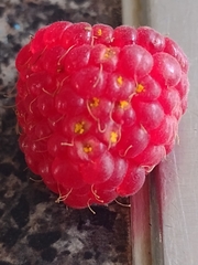 Phragmidium rubi-idaei