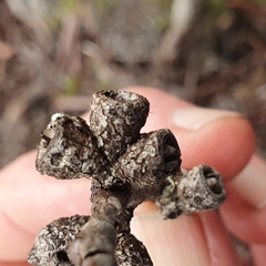 Eucalyptus subcrenulata