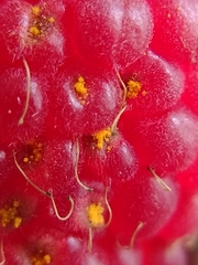 Phragmidium rubi-idaei