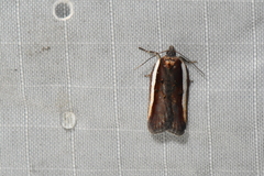 Acleris celiana