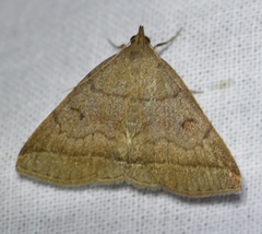 Zanclognatha lunalis