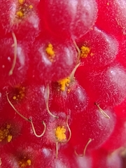 Phragmidium rubi-idaei