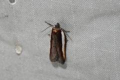 Acleris celiana
