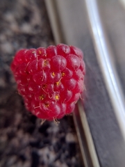 Phragmidium rubi-idaei