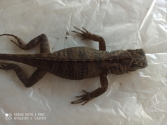 Enyalioides