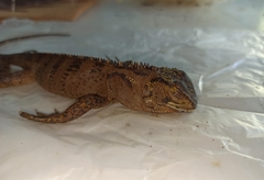 Enyalioides